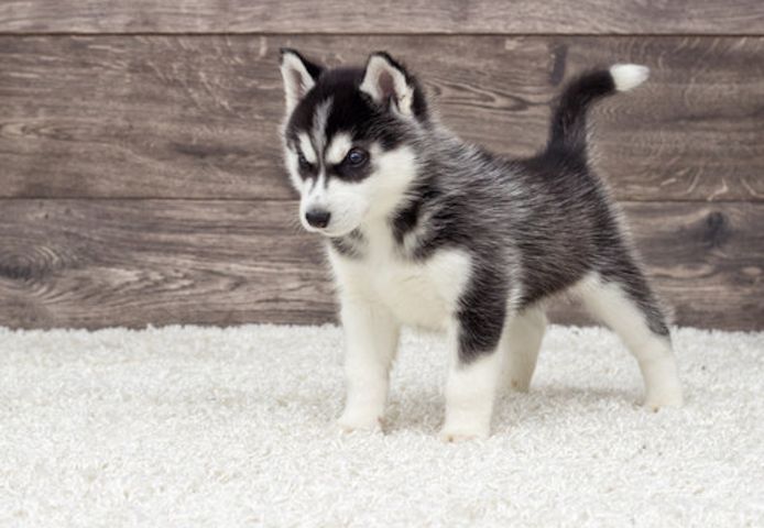 Siberian Husky-Welpen. WhatsApp: +44 7469 456352