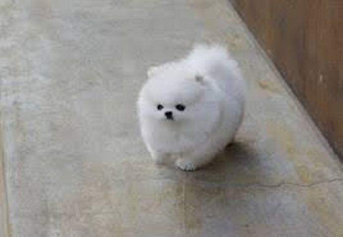 Weiße Teacup-Pomeranian-Welpen
