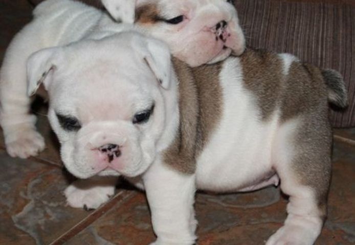 Englische Bulldoggen-Welpen. WhatsApp: +44 7469 456352