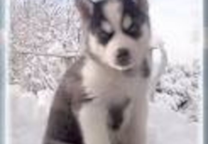 Siberian-Husky-Welpen in gute Hände abzugeben!