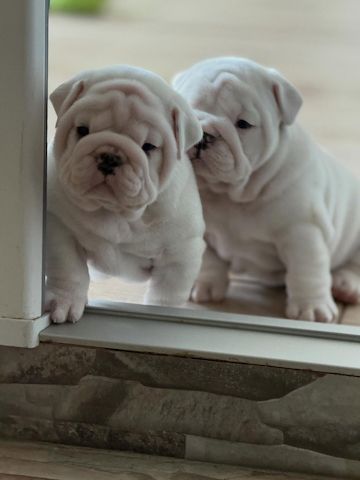 English-Bulldogge-Welpen – liebevoll aufgezogen, 11 Wochen alt