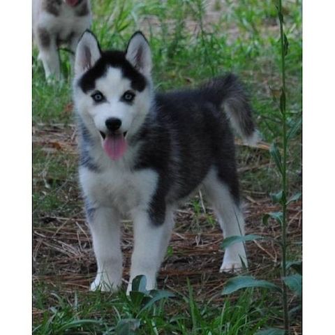 Wunderschöne Siberian-Husky-Welpen.