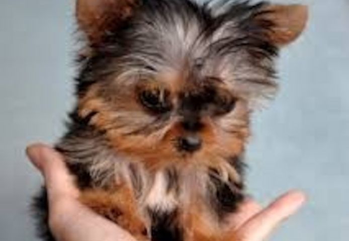 Teacup-Yorkie-Welpen