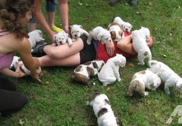 Atemberaubende Englische Bulldoggen-Welpen
