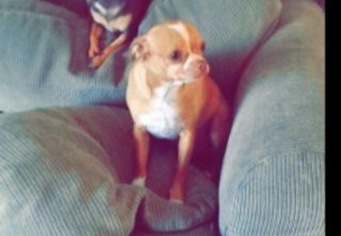 AKC-Chihuahua-Welpen suchen ein neues Zuhause