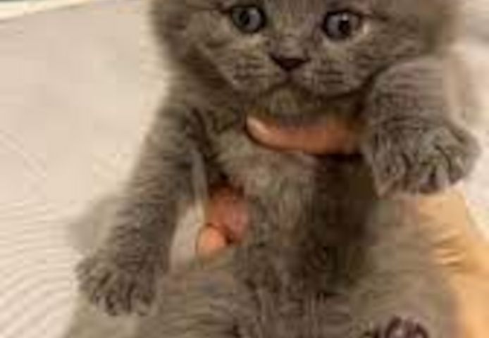 Britisch Kurzhaar Kater und Katzen