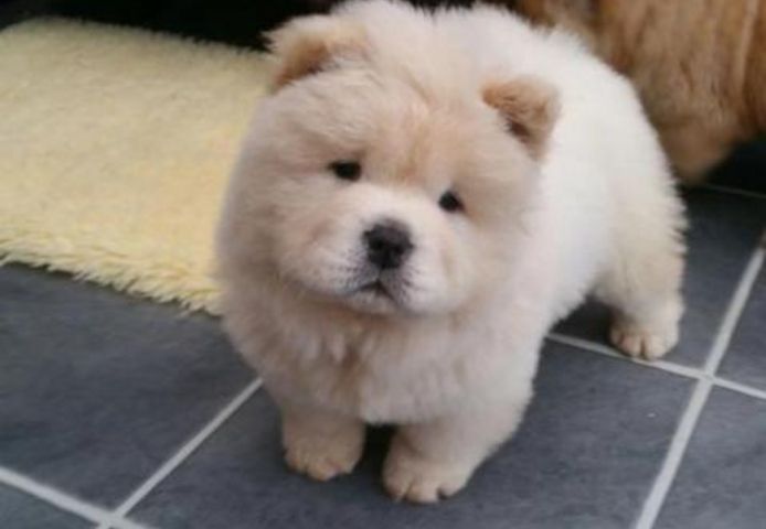 Chow-Chow-Welpen. WhatsApp: +44 7469 456352