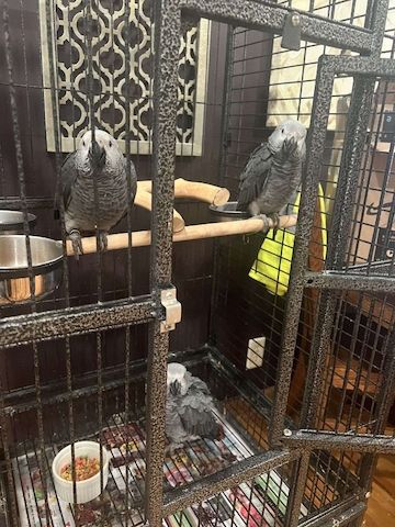 Graupapageien suchen ein neues Zuhause.