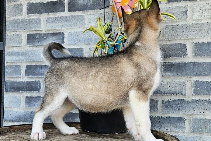 Siberian-Husky-Welpen. WhatsApp: +44 7469 456352