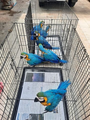 Blau-gelbe Aras suchen ein neues Zuhause