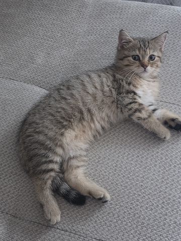 BKH Kater sucht neues Zuhause