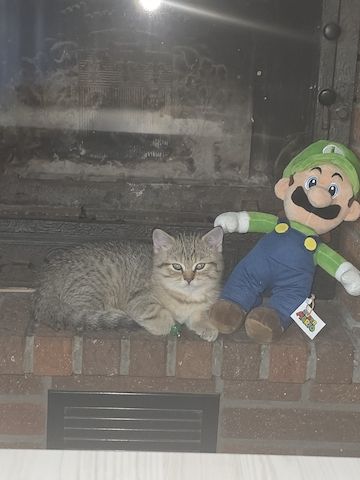 BKH Kater sucht neues Zuhause