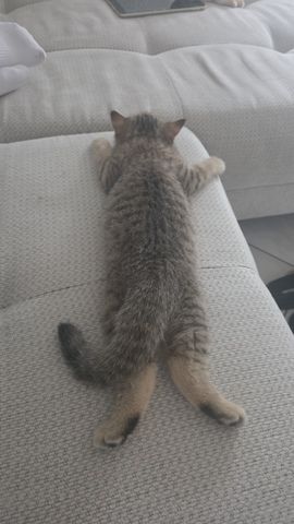 BKH Kater sucht neues Zuhause