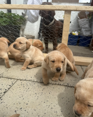 Labrador-Welpen suchen ein neues Zuhause