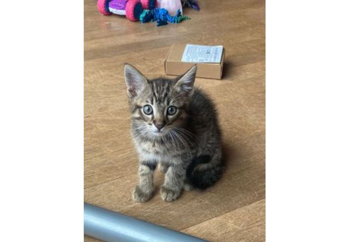 Mischlingskätzchen zu verkaufen. WhatsApp: +44 7469 456352