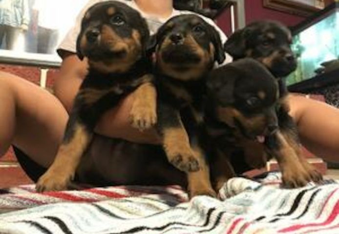 Rottweiler-Welpen abzugeben