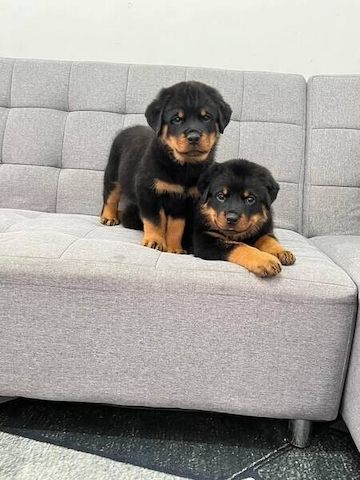 Rottweiler-Welpen abzugeben