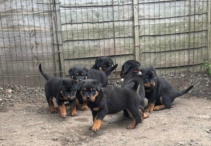 Rottweiler-Welpen abzugeben