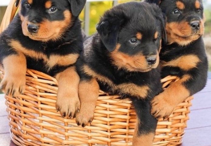 Rottweiler-Welpen abzugeben