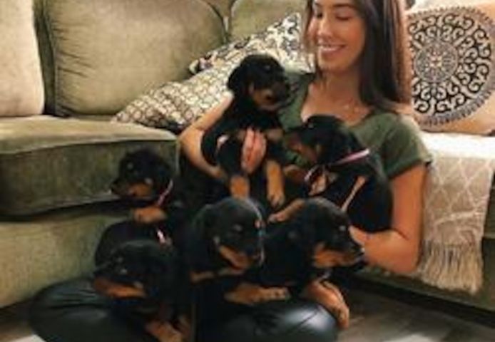Rottweiler-Welpen abzugeben
