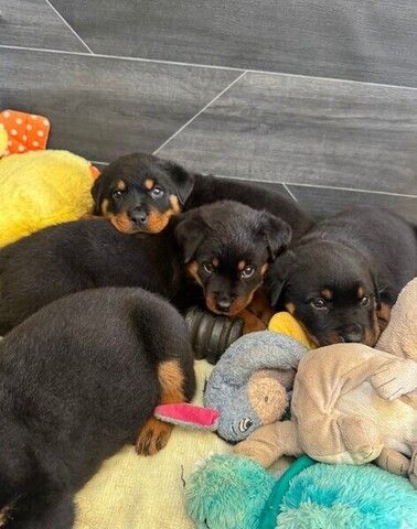 Rottweiler-Welpen abzugeben