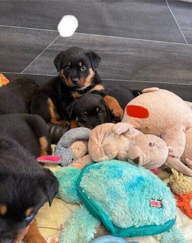 Rottweiler-Welpen abzugeben