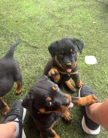 Rottweiler-Welpen abzugeben