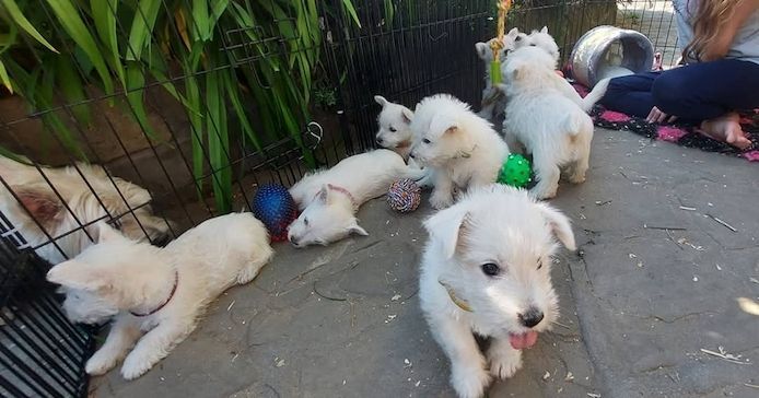 West Highland White Terrier-Welpen suchen ein neues Zuhause