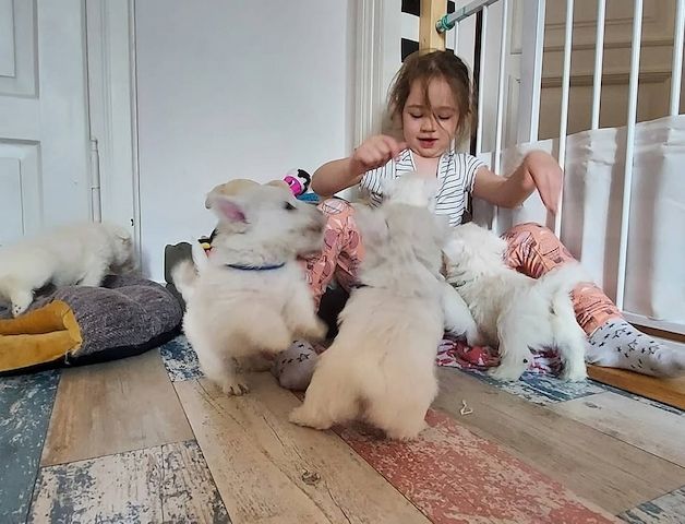 West Highland White Terrier-Welpen suchen ein neues Zuhause