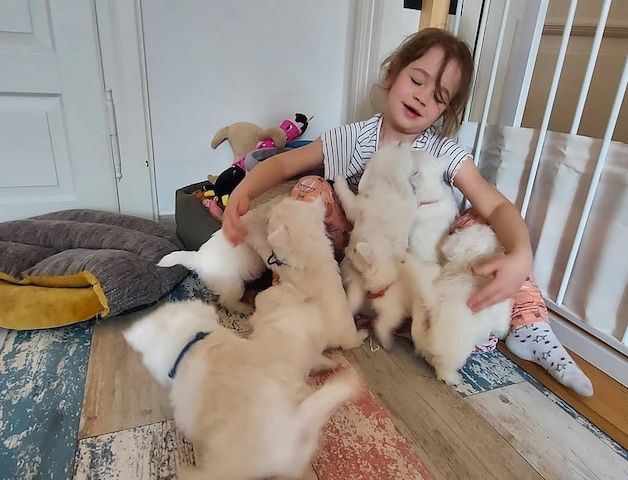 West Highland White Terrier-Welpen suchen ein neues Zuhause