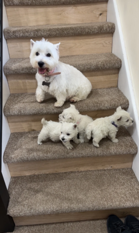 West Highland White Terrier-Welpen suchen ein neues Zuhause