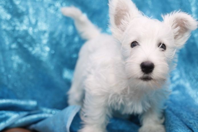 West Highland White Terrier-Welpen suchen ein neues Zuhause