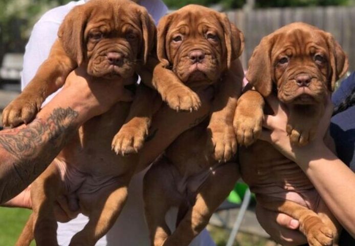 Welpen der Rasse Dogue de Bordeaux abzugeben