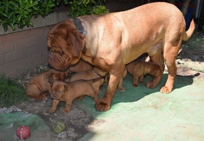 Welpen der Rasse Dogue de Bordeaux abzugeben