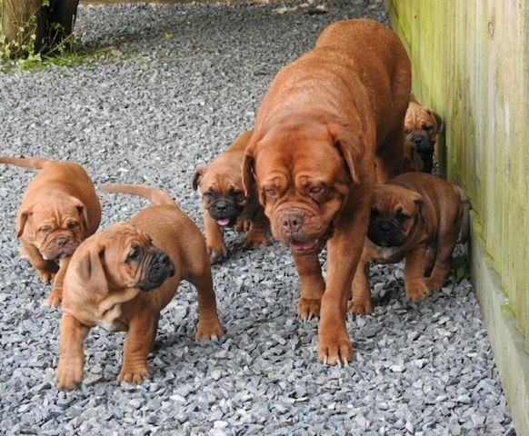 Welpen der Rasse Dogue de Bordeaux suchen ein neues Zuhause.