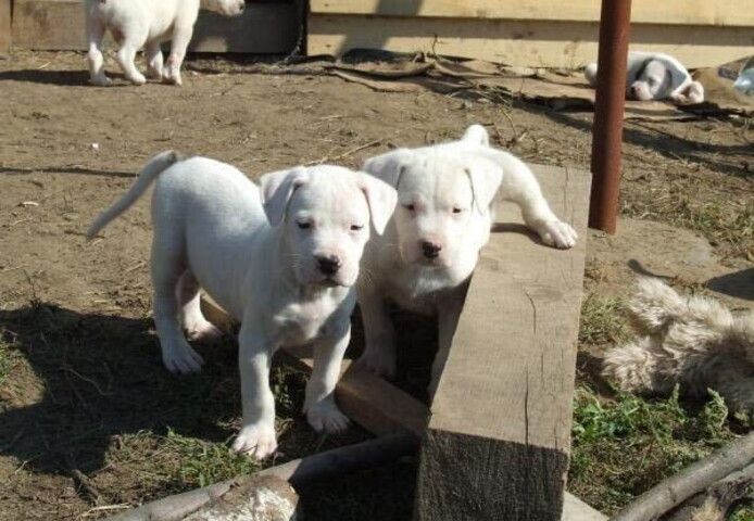 Dogo-Argentino-Welpen suchen ein neues Zuhause.