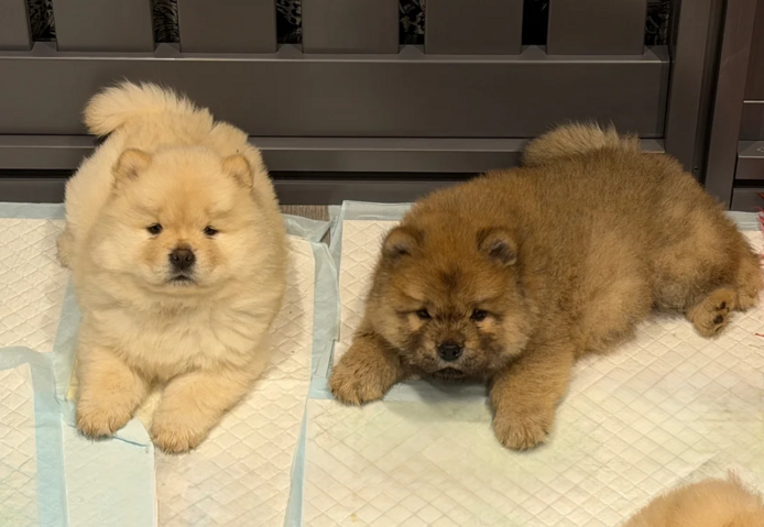 Chow-Chow-Welpen suchen ein neues Zuhause.