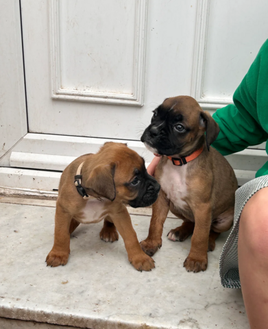 Boxer-Welpen suchen ein neues Zuhause.