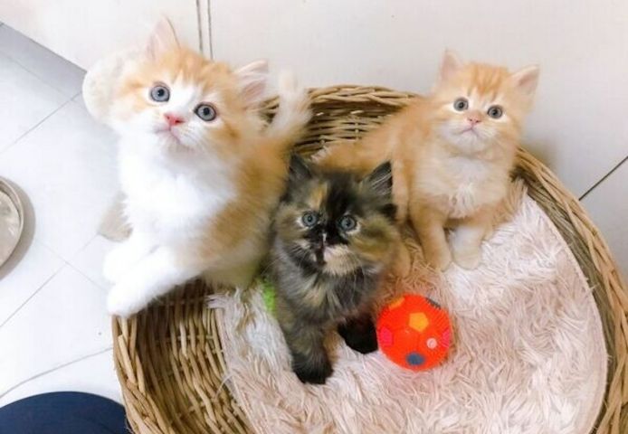 Exotic-Shorthair-Kätzchen suchen ein neues Zuhause.