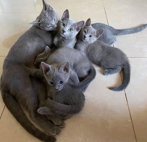 Russisch-Blau-Kätzchen suchen ein neues Zuhause.