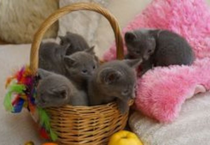 Russisch-Blau-Kätzchen suchen ein neues Zuhause.