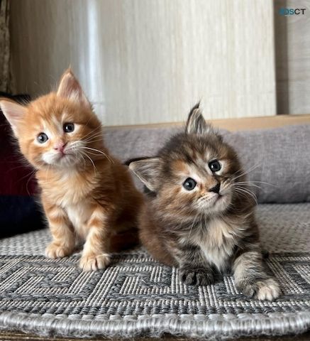 Maine-Coon-Kätzchen suchen ein neues Zuhause.