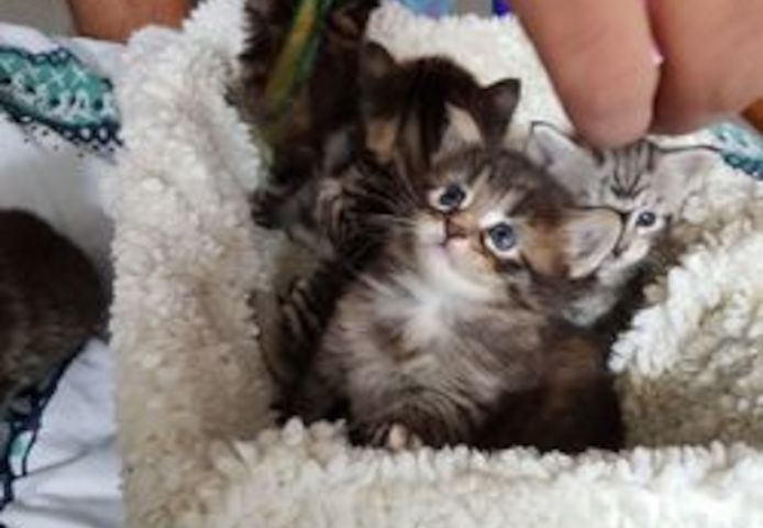 Maine-Coon-Kätzchen suchen ein neues Zuhause.