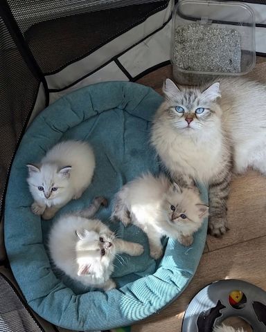 Sibirische Kätzchen suchen ein neues Zuhause.