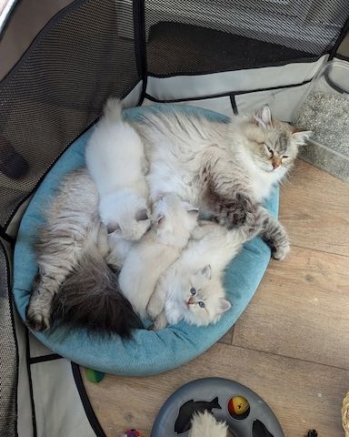 Sibirische Kätzchen suchen ein neues Zuhause.