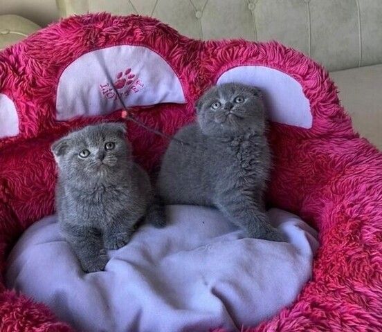 Scottish-Fold-Kätzchen suchen ein neues Zuhause.