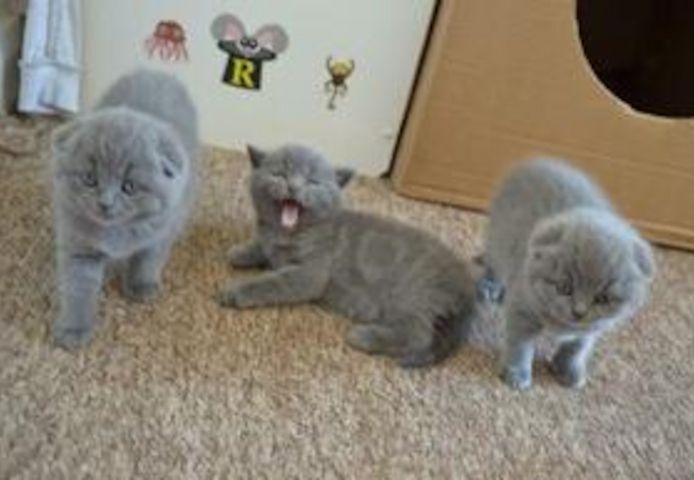 Scottish-Fold-Kätzchen suchen ein neues Zuhause.