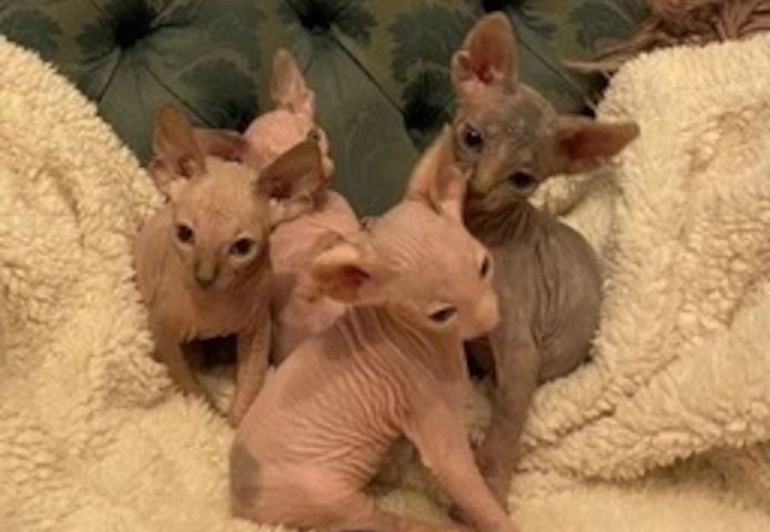 Sphynx-Kätzchen suchen ein neues Zuhause.