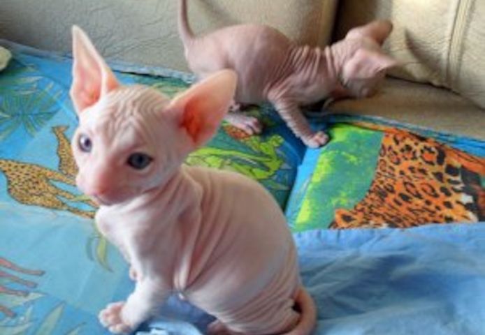 Sphynx-Kätzchen suchen ein neues Zuhause.