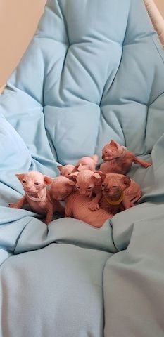 Sphynx-Kätzchen suchen ein neues Zuhause.